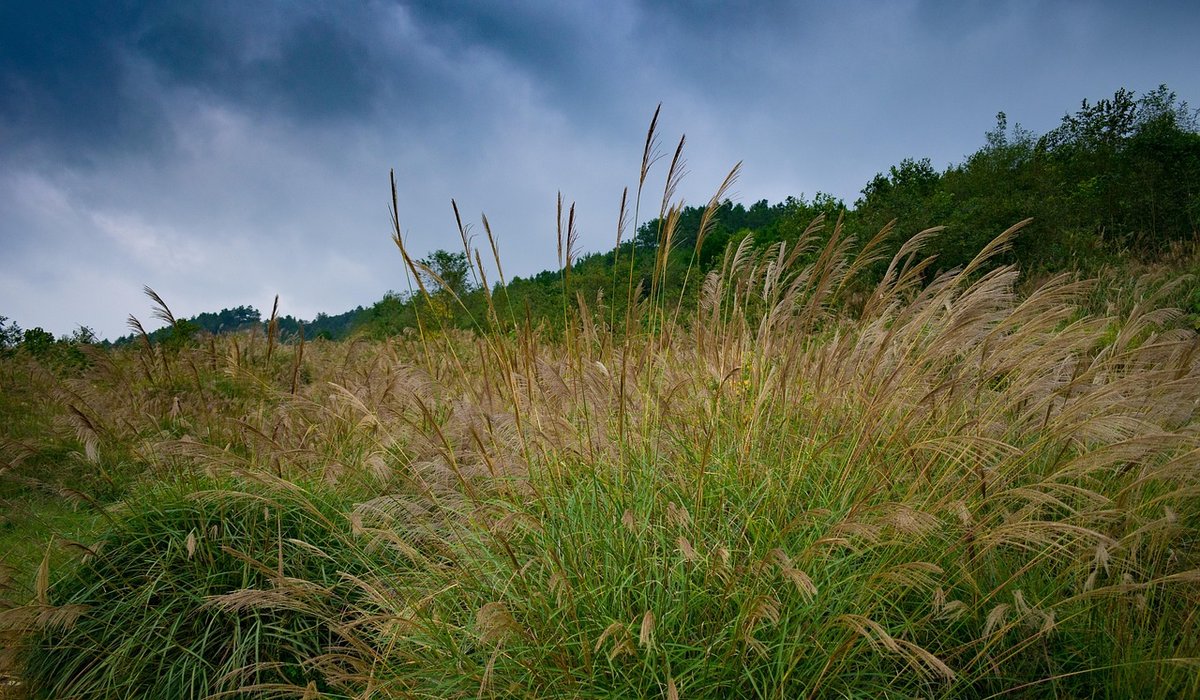 Conditioning cut stems for longer lasting arrangements