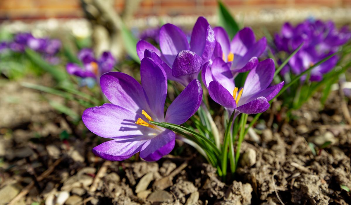 Growing lavender in British gardens and containers