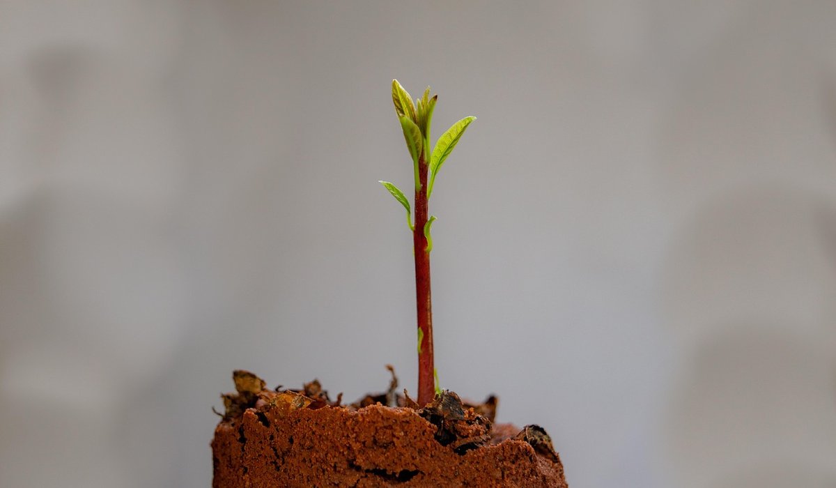 Making leaf mould to improve garden soil structure