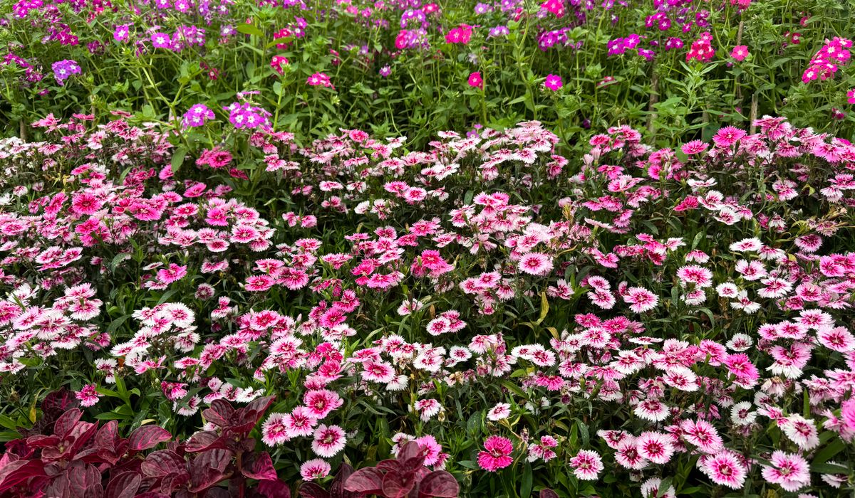 Ten easy perennials for beginners in British gardens