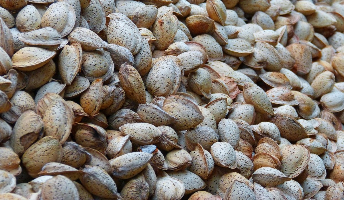 Winter protection for tender plants in cold snaps